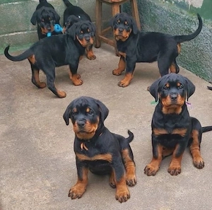 Catelusi rottweiler - imagine 3