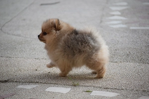 Pomeranian fetita cu pedigree - imagine 2