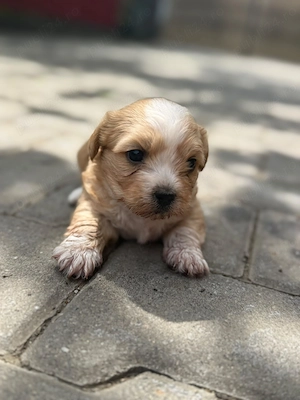 Căței mici bichon maltez frumosi - imagine 4
