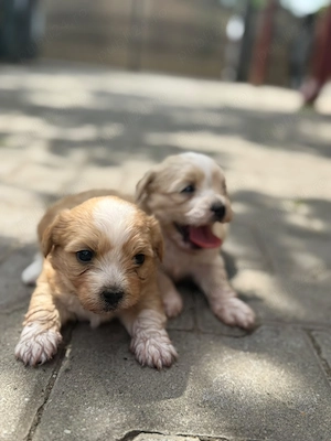 Căței mici bichon maltez frumosi - imagine 2