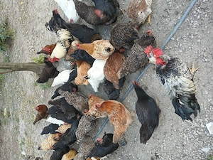 Găini și cocoși  de vânzare 