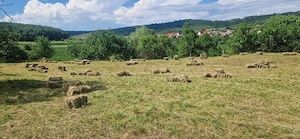 vând baloti de fan, de grădină, neplouat, 