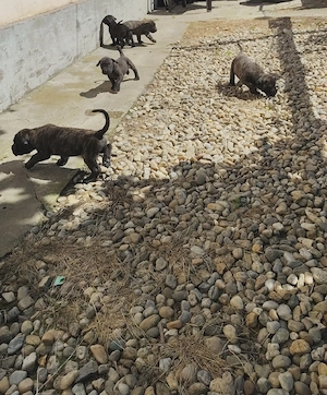 Catei presa canario - imagine 5