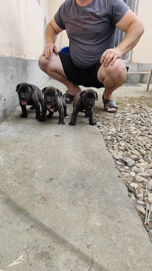 Catei presa canario