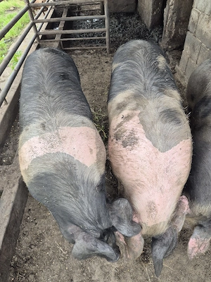 porci 120-130 kg