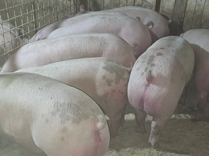 porci de carne  - imagine 3