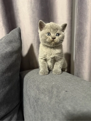 British shorthair blue - imagine 4