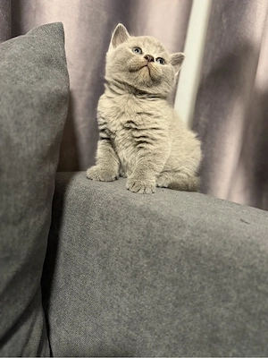 British shorthair blue - imagine 2