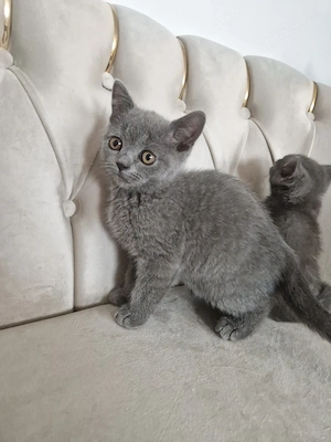 Băieței British Shorthair Blue  - imagine 3