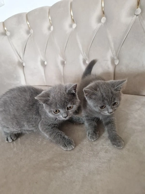Băieței British Shorthair Blue  - imagine 5