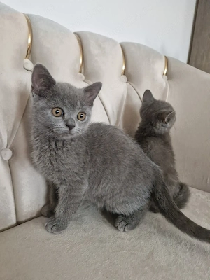 Băieței British Shorthair Blue 