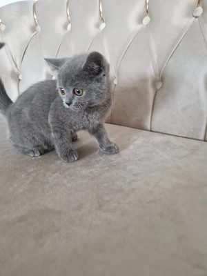 Băieței British Shorthair Blue  - imagine 8