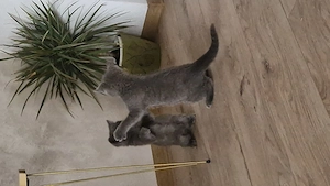 Băieței British Shorthair Blue  - imagine 6
