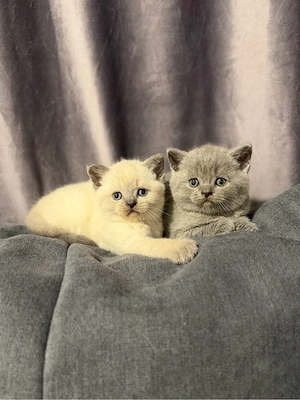 British shorthair blue colorpoint