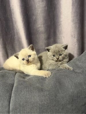 British shorthair blue colorpoint - imagine 3