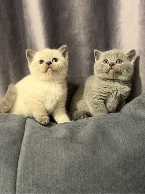 British shorthair blue colorpoint - imagine 4