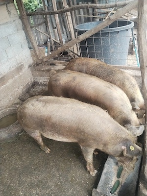 Vand porc de 115-120 de kg pret 2400 negociabil - imagine 2