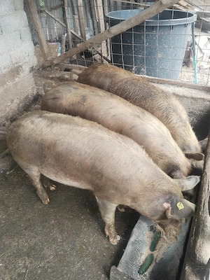 Vand porc de 115-120 de kg pret 2400 negociabil - imagine 3