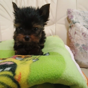 yorkshire terrier mini toy - imagine 3