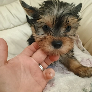 yorkshire terrier mini toy - imagine 7