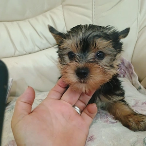 yorkshire terrier mini toy - imagine 6