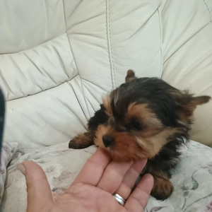 yorkshire terrier mini toy - imagine 4