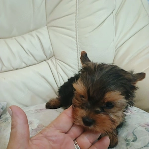 yorkshire terrier mini toy - imagine 5