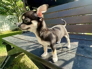 Chihuahua pui, fata - imagine 2