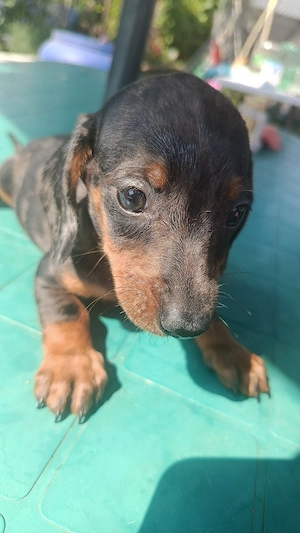 Vând căței tekel arlechin 