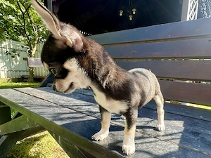 Chihuahua pui, fata - imagine 3