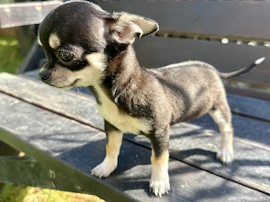 Chihuahua pui, fata