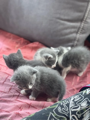 Pisica british shorthair blue cu pui - imagine 3