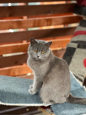 Pisica british shorthair blue cu pui