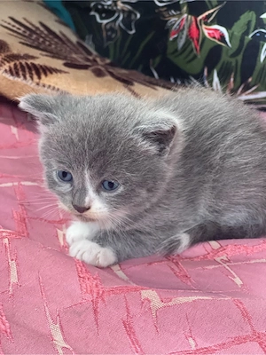 Pisica british shorthair blue cu pui - imagine 5