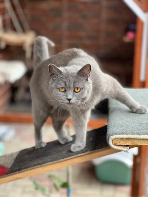 Pisica british shorthair blue cu pui - imagine 2
