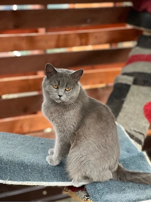 Pisica british shorthair blue cu pui - imagine 4