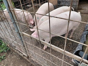 vand un porc 