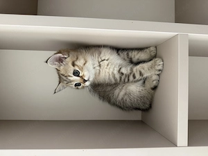 Pisici british tabby de vânzare - 1700 de lei buc. (Au schemă completă de vaccinare deparazitare) - imagine 2