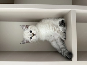 Pisici british tabby de vânzare - 1700 de lei buc. (Au schemă completă de vaccinare deparazitare) - imagine 4