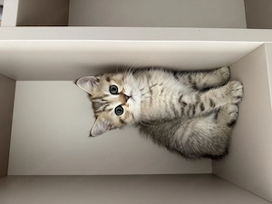 Pisici british tabby de vânzare - 1700 de lei buc. (Au schemă completă de vaccinare deparazitare)