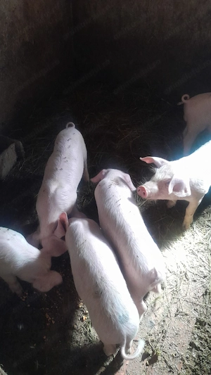 Vand purcei, rasa Landras!