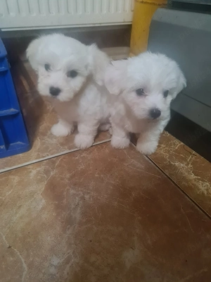 catei bichon maltez  - imagine 3