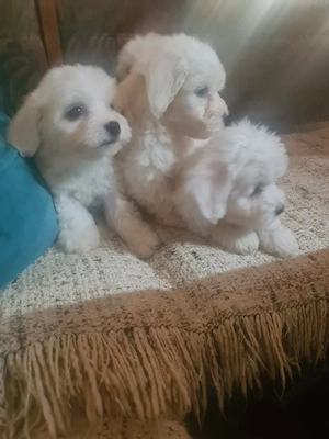 catei bichon maltez  - imagine 4