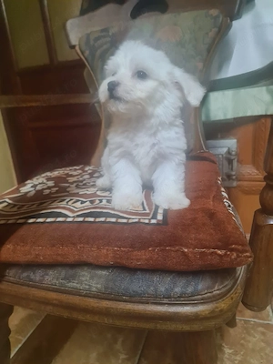 catei bichon maltez  - imagine 4