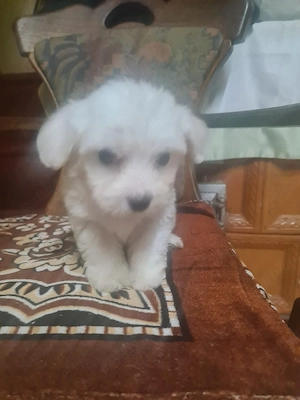 catei bichon maltez - imagine 5