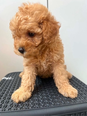 Maltipoo Fetita  - imagine 2