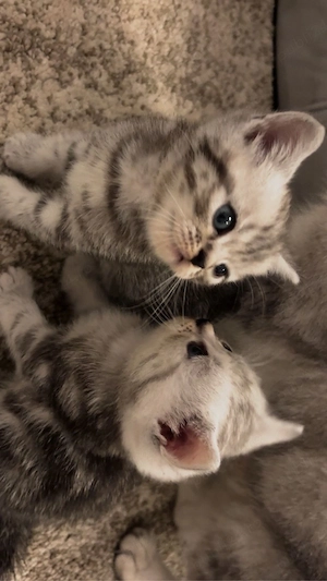 Pisici rasa  British Shorthair Tabby si Point din parinti cu pedigree - imagine 2