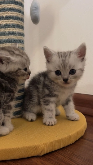 Pisici rasa  British Shorthair Tabby si Point din parinti cu pedigree - imagine 3