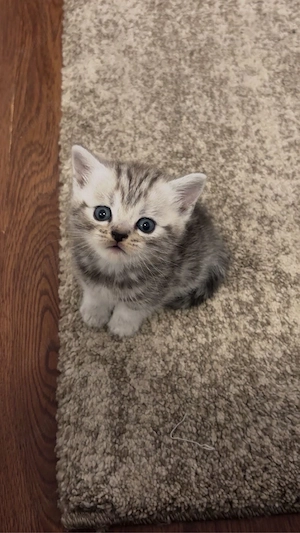 Pisici rasa  British Shorthair Tabby si Point din parinti cu pedigree - imagine 5