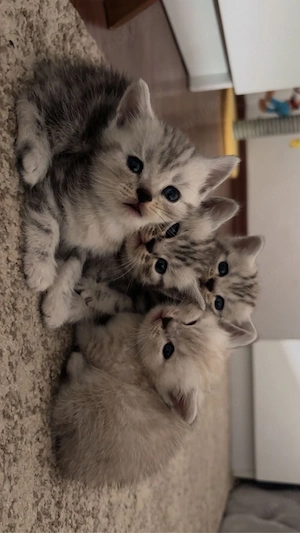 Pisici rasa  British Shorthair Tabby si Point din parinti cu pedigree